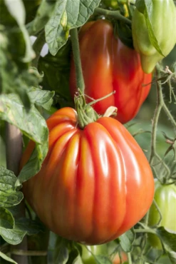 QUEDLINBURGER Tomatensamen -Blumen Risse Verkaufsladen GS504036 800x800