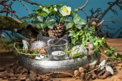 Christrose 31 Christrose -Blumen Risse Verkaufsladen GS504425 800x800