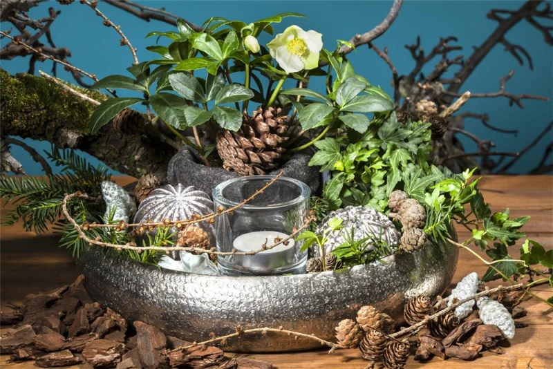 Christrose 12 Christrose – Bild 10