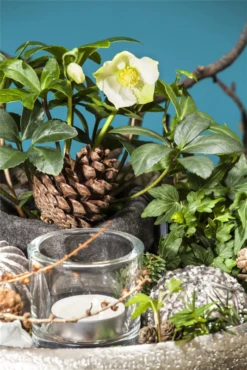 Christrose 32 Christrose -Blumen Risse Verkaufsladen GS504426 800x800