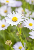 Garten-Schönaster 10 Garten-Schönaster – Bild 8