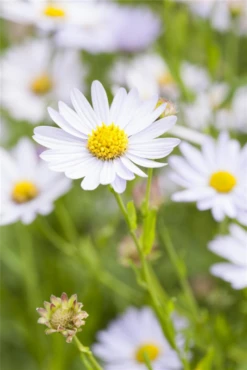 Garten-Schönaster 13 Garten-Schönaster -Blumen Risse Verkaufsladen GS504972 800x800