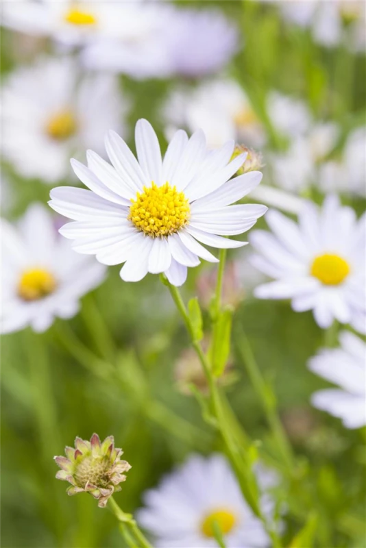 Garten-Schönaster 6 Garten-Schönaster – Bild 4