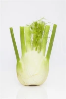 Gewöhnlicher Fenchel 21 Gewöhnlicher Fenchel – Bild 19