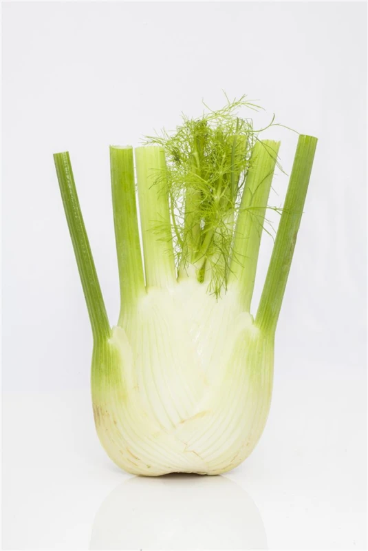 Gewöhnlicher Fenchel 10 Gewöhnlicher Fenchel – Bild 8