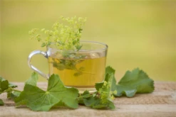 Gewöhnlicher Fenchel 30 Gewöhnlicher Fenchel -Blumen Risse Verkaufsladen GS505930 800x800