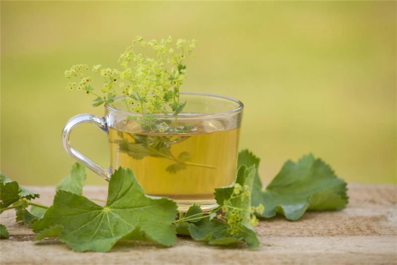 Gewöhnlicher Fenchel 11 Gewöhnlicher Fenchel – Bild 9