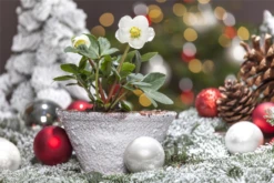 Christrose 35 Christrose -Blumen Risse Verkaufsladen GS506299 800x800