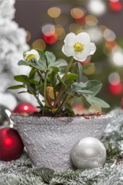 Christrose 34 Christrose -Blumen Risse Verkaufsladen GS506300 800x800