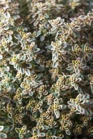 Gold-Thymian „Aureus“ 14 Gold-Thymian „Aureus“ – Bild 12