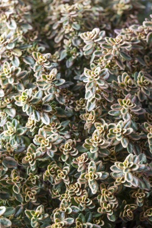 Gold-Thymian „Aureus“ 7 Gold-Thymian „Aureus“ – Bild 5