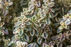 Gold-Thymian „Aureus“ 21 Gold-Thymian „Aureus“ -Blumen Risse Verkaufsladen GS508862 800x800