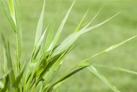 Japanisches Berggras 16 Japanisches Berggras – Bild 14