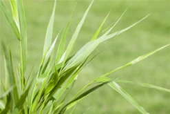 Japanisches Berggras 24 Japanisches Berggras -Blumen Risse Verkaufsladen GS517172 800x800