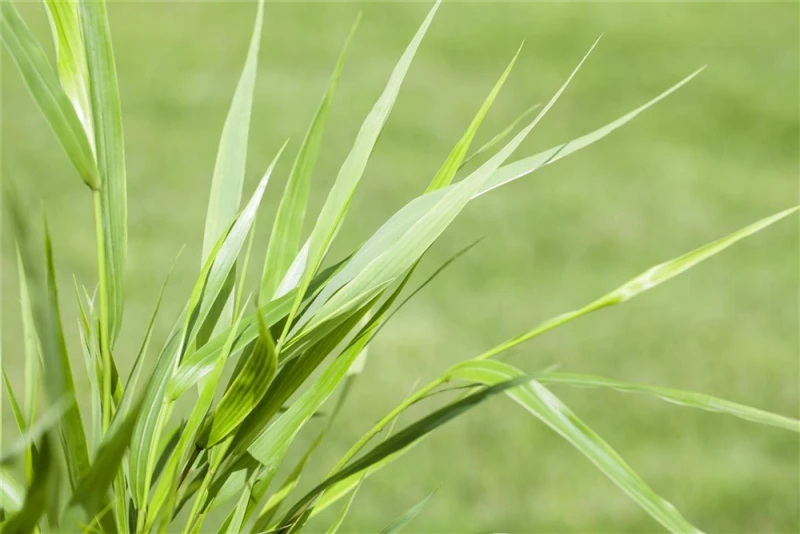 Japanisches Berggras 5 Japanisches Berggras – Bild 3