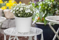 Berg-Sandkraut „Blizzard Compact“ 10 Berg-Sandkraut „Blizzard Compact“ – Bild 8