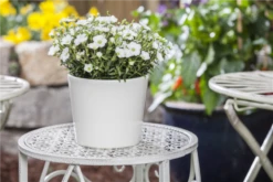 Berg-Sandkraut „Blizzard Compact“ 14 Berg-Sandkraut „Blizzard Compact“ -Blumen Risse Verkaufsladen GS518257 800x800