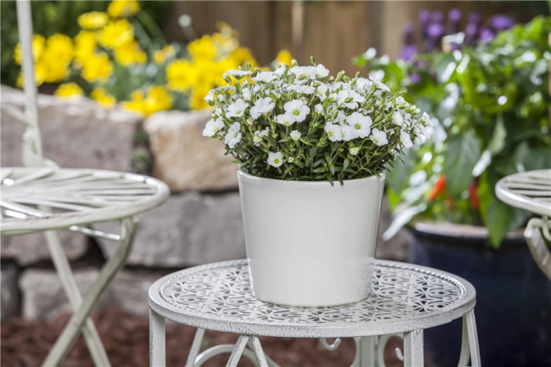 Berg-Sandkraut „Blizzard Compact“ 4 Berg-Sandkraut „Blizzard Compact“ – Bild 2