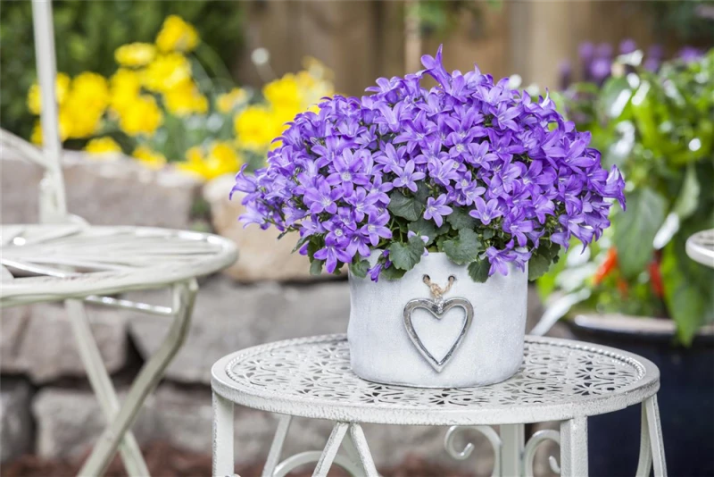 Hängepolster-Glockenblume 10 Hängepolster-Glockenblume – Bild 8