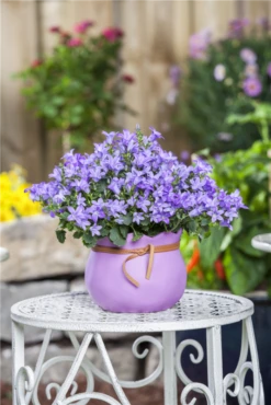 Hängepolster-Glockenblume 26 Hängepolster-Glockenblume -Blumen Risse Verkaufsladen GS518265 800x800