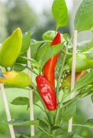 QUEDLINBURGER Snack-Paprika-Samen 15 QUEDLINBURGER Snack-Paprika-Samen – Bild 13