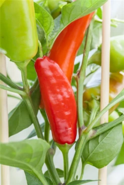 QUEDLINBURGER Snack-Paprika-Samen 25 QUEDLINBURGER Snack-Paprika-Samen -Blumen Risse Verkaufsladen GS524943 800x800