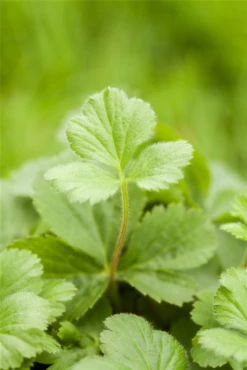Dreiblättrige Waldsteinie -Blumen Risse Verkaufsladen GS525088 800x800
