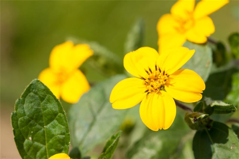 Goldkörbchen 6 Goldkörbchen – Bild 4