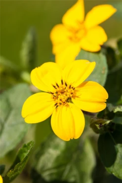 Goldkörbchen 16 Goldkörbchen -Blumen Risse Verkaufsladen GS527648 800x800