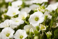 Berg-Sandkraut „Blizzard Compact“ 12 Berg-Sandkraut „Blizzard Compact“ – Bild 10