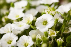 Berg-Sandkraut „Blizzard Compact“ 16 Berg-Sandkraut „Blizzard Compact“ -Blumen Risse Verkaufsladen GS527884 800x800