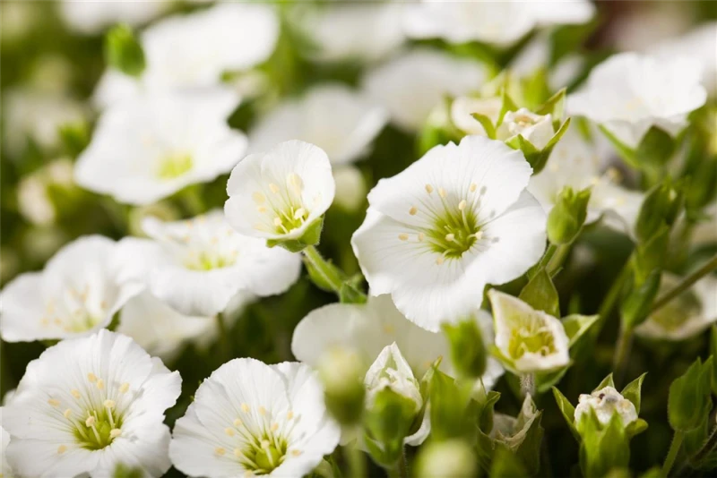 Berg-Sandkraut „Blizzard Compact“ 7 Berg-Sandkraut „Blizzard Compact“ – Bild 5