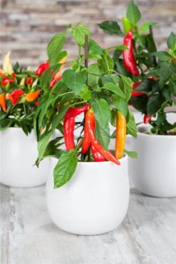 QUEDLINBURGER Peperonisamen 30 QUEDLINBURGER Peperonisamen -Blumen Risse Verkaufsladen GS528223 800x800