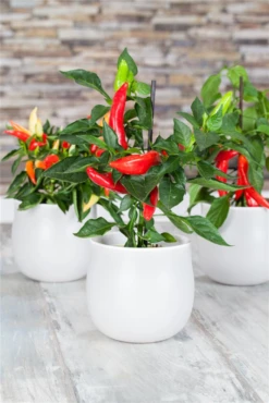 QUEDLINBURGER Peperonisamen 31 QUEDLINBURGER Peperonisamen -Blumen Risse Verkaufsladen GS528224 800x800