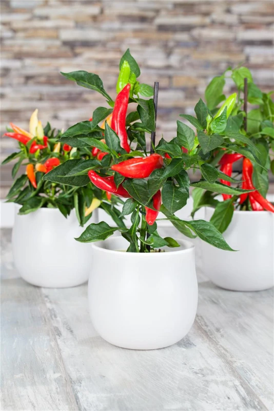 QUEDLINBURGER Peperonisamen 12 QUEDLINBURGER Peperonisamen – Bild 10