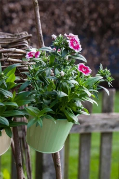 QUEDLINBURGER Bartnelkensamen 33 QUEDLINBURGER Bartnelkensamen -Blumen Risse Verkaufsladen GS529430 800x800