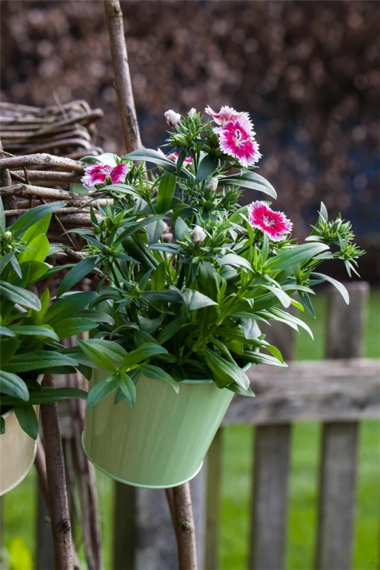 QUEDLINBURGER Bartnelkensamen 14 QUEDLINBURGER Bartnelkensamen – Bild 12