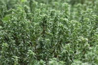 Berg-Bohnenkraut 17 Berg-Bohnenkraut – Bild 15