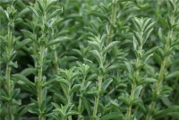 QUEDLINBURGER Süßkrautsamen 17 QUEDLINBURGER Süßkrautsamen – Bild 15