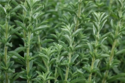 QUEDLINBURGER Süßkrautsamen 26 QUEDLINBURGER Süßkrautsamen -Blumen Risse Verkaufsladen GS531258 800x800