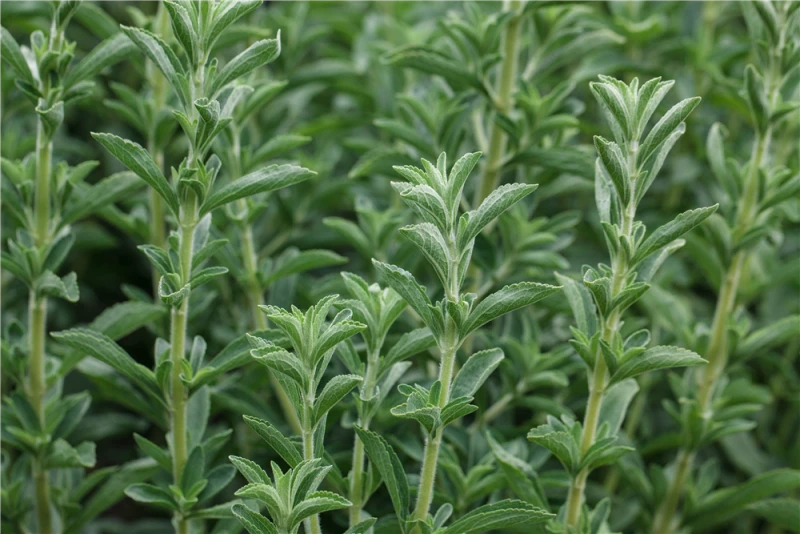 QUEDLINBURGER Süßkrautsamen 7 QUEDLINBURGER Süßkrautsamen – Bild 5