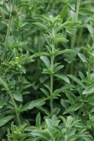 QUEDLINBURGER Süßkrautsamen 19 QUEDLINBURGER Süßkrautsamen – Bild 17