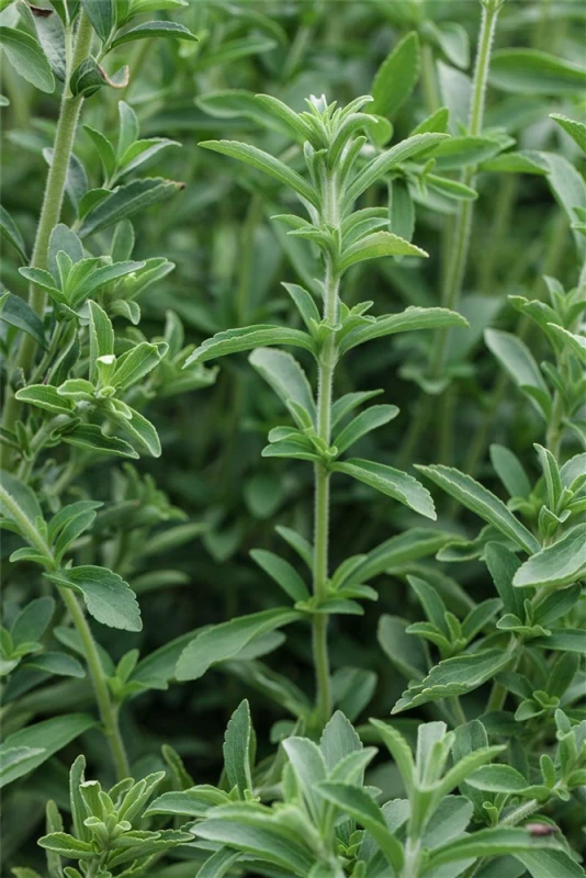 QUEDLINBURGER Süßkrautsamen 9 QUEDLINBURGER Süßkrautsamen – Bild 7