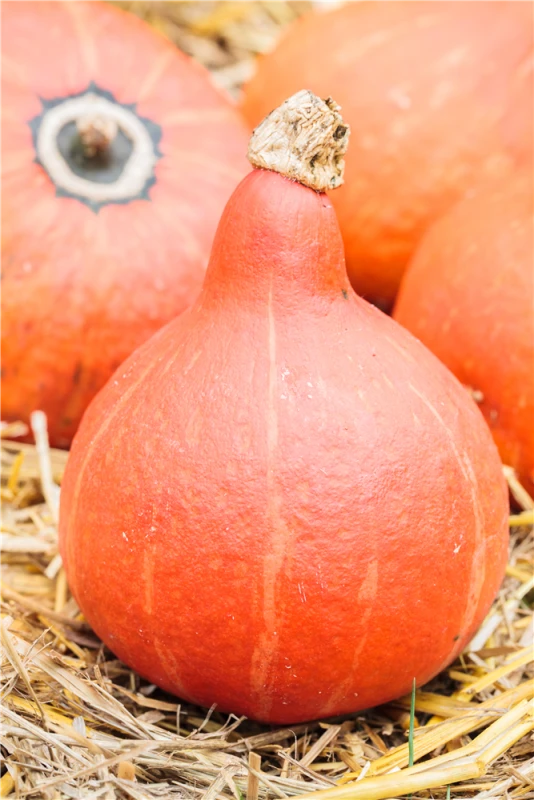 KIEPENKERL Kürbissamen „Hokkaido“ 6 KIEPENKERL Kürbissamen „Hokkaido“ – Bild 4