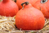 KIEPENKERL Kürbissamen „Hokkaido“ 18 KIEPENKERL Kürbissamen „Hokkaido“ – Bild 16