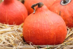 KIEPENKERL Kürbissamen „Hokkaido“ 26 KIEPENKERL Kürbissamen „Hokkaido“ -Blumen Risse Verkaufsladen GS531297 800x800