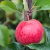 Apfel „Roter Berlepsch“