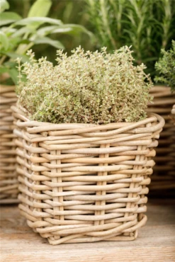 Gold-Thymian „Aureus“ 18 Gold-Thymian „Aureus“ -Blumen Risse Verkaufsladen GS531439 800x800