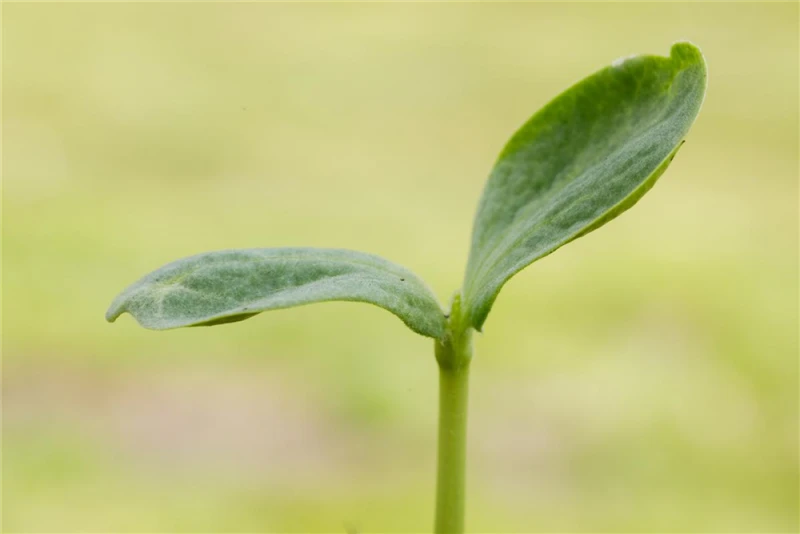 KIEPENKERL Kürbissamen „Hokkaido“ 5 KIEPENKERL Kürbissamen „Hokkaido“ – Bild 3