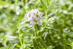 Berg-Bohnenkraut 22 Berg-Bohnenkraut -Blumen Risse Verkaufsladen GS534791 800x800